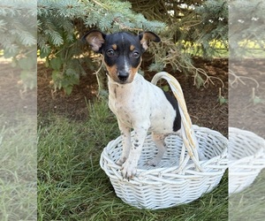 Rat Terrier Puppy for sale in MIDDLEBURY, IN, USA