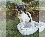 Small Rat Terrier