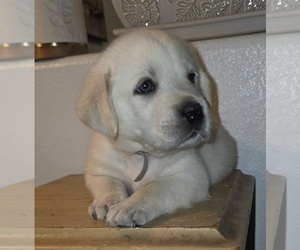 Labrador Retriever Puppy for Sale in VICTORVILLE, California USA