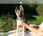 Small #3 German Shepherd Dog