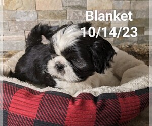 Shih Tzu Puppy for sale in CLYDE, NC, USA