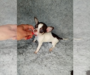 Chihuahua Puppy for sale in INDIANAPOLIS, IN, USA