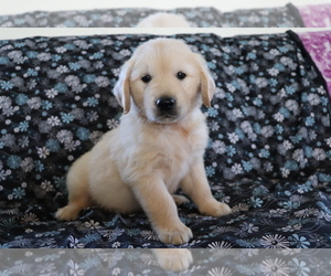 Golden Retriever Puppy for sale in SHILOH, OH, USA