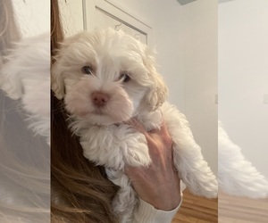 Maltipoo Puppy for sale in FORT GRATIOT, MI, USA