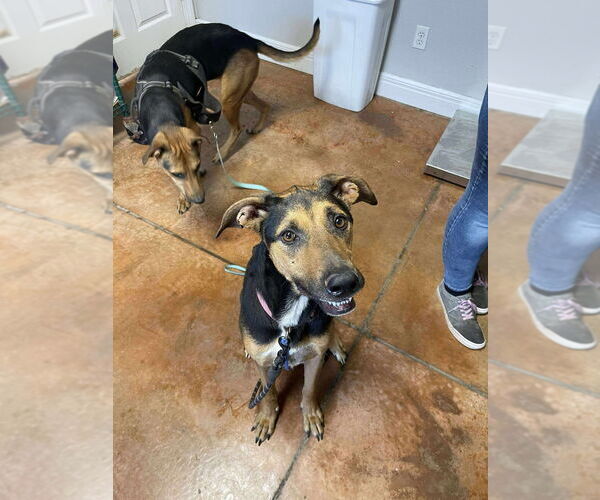 Medium Photo #2 Catahoula Leopard Dog-German Shepherd Dog Mix Puppy For Sale in Bolivar, MO, USA