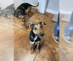 Small #1 Catahoula Leopard Dog-German Shepherd Dog Mix