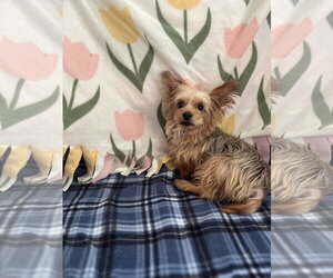 Stalone Aug 26 - Male Mutt Dog for Adoption - Photo #4