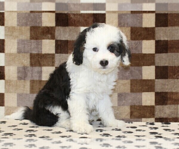 Medium Photo #1 Bernedoodle (Miniature) Puppy For Sale in DENVER, PA, USA