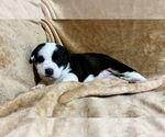 Small #8 Mutt