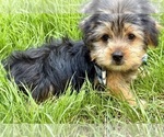 Small Photo #5 Yorkshire Terrier Puppy For Sale in FAIR HAVEN, MI, USA