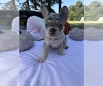 Small #5 French Bulldog