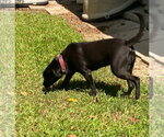 Small #2 Labrador Retriever Mix