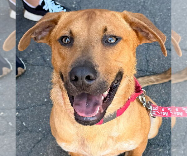 Medium Photo #17 Mutt Puppy For Sale in Canton, CT, USA