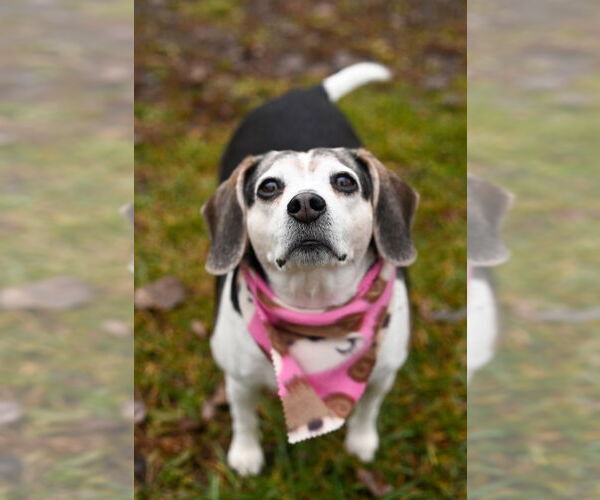 Medium Photo #15 Beagle Puppy For Sale in Gloversville, NY, USA
