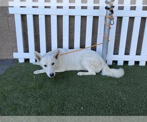 Siberian Husky Dogs for adoption in Modesto, CA, USA