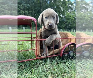 Labrador Retriever Puppy for Sale in NEOLA, West Virginia USA