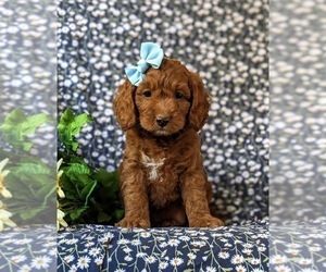 Cock-A-Poo Puppy for sale in KIRKWOOD, PA, USA