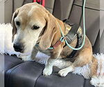Small #6 Beagle