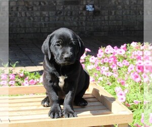 Dalmatian-English Cream Golden Retriever Mix Puppy for sale in FREDERICKSBURG, OH, USA