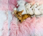 Small #8 Chihuahua