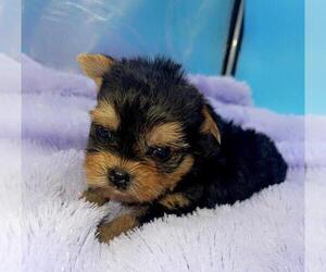 Yorkshire Terrier Puppy for sale in SANDY HOOK, KY, USA
