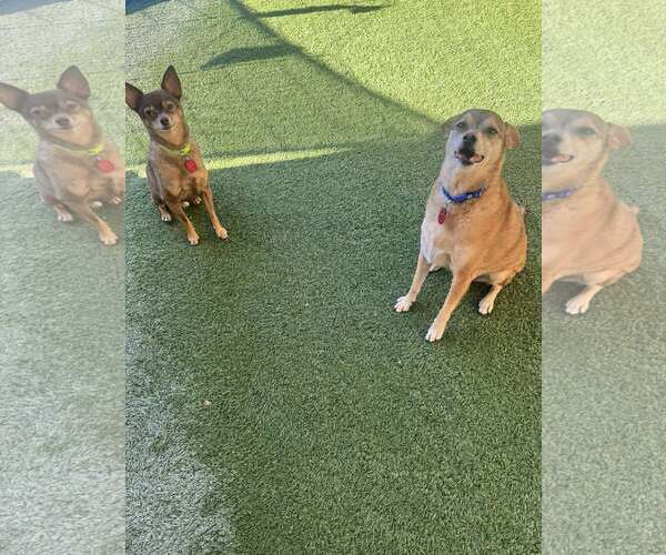Medium Photo #2 Chihuahua-Unknown Mix Puppy For Sale in Tempe , AZ, USA