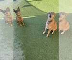Small #1 Chihuahua Mix