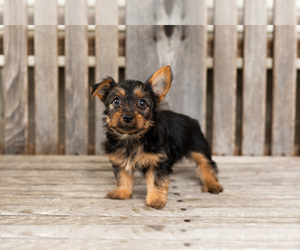 Yorkshire Terrier Puppy for sale in NAPPANEE, IN, USA