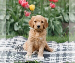 Goldendoodle Puppy for sale in NARVON, PA, USA