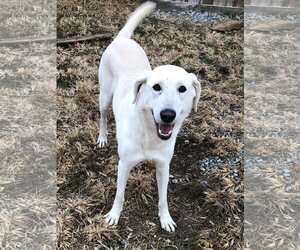 Great Pyrenees-Unknown Mix Dogs for adoption in Thomasville, NC, USA