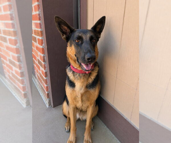 Medium Photo #14 German Shepherd Dog-Unknown Mix Puppy For Sale in Lake Forest, CA, USA
