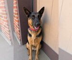 Small #13 German Shepherd Dog Mix