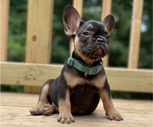 French Bulldog Puppy for sale in ATLANTA, GA, USA