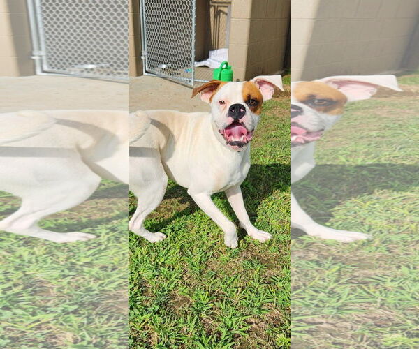 Medium Photo #4 Boxer Puppy For Sale in Dumont, NJ, USA