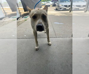 Staffordshire Bull Terrier-Unknown Mix Dogs for adoption in Stockton, CA, USA