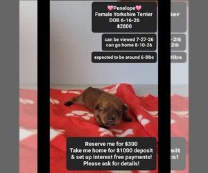 Yorkshire Terrier Puppy for sale in TUCSON, AZ, USA