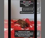 Image preview for Ad Listing. Nickname: Penelope