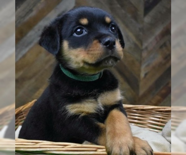 Medium Photo #9 Rottweiler Puppy For Sale in SYKESVILLE, MD, USA