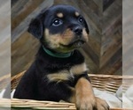 Small Photo #9 Rottweiler Puppy For Sale in SYKESVILLE, MD, USA