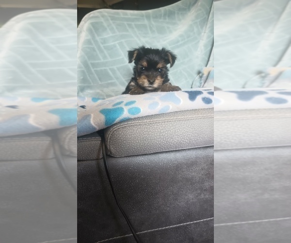 Medium Photo #2 Yorkshire Terrier Puppy For Sale in BENSON, NC, USA