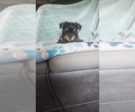 Small #1 Yorkshire Terrier