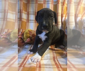 Great Dane Puppy for sale in BEAVERDAM, VA, USA