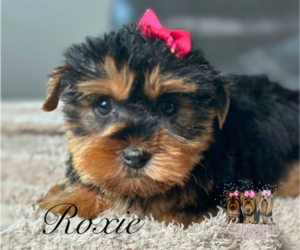 Yorkshire Terrier Puppy for sale in ELMHURST, IL, USA