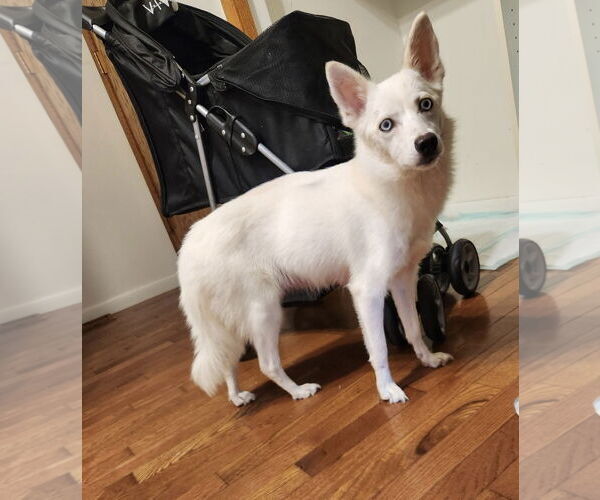 Medium Photo #5 Pomimo Puppy For Sale in Princeton, MN, USA