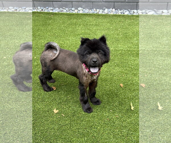 Medium Photo #1 Chow Chow Puppy For Sale in St. Louis Park, MN, USA
