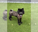 Small Chow Chow