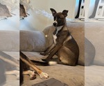 Small #1 American Staffordshire Terrier-Labrador Retriever Mix