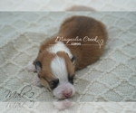 Small Photo #4 Pembroke Welsh Corgi Puppy For Sale in CRESTVIEW, FL, USA
