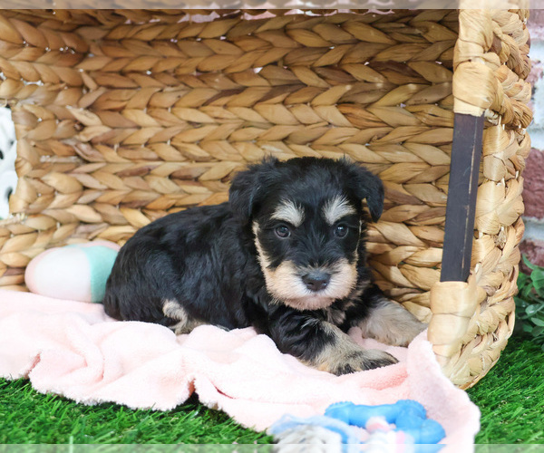 Medium Photo #5 Schnauzer (Miniature) Puppy For Sale in SYRACUSE, IN, USA