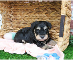 Small #4 Schnauzer (Miniature)